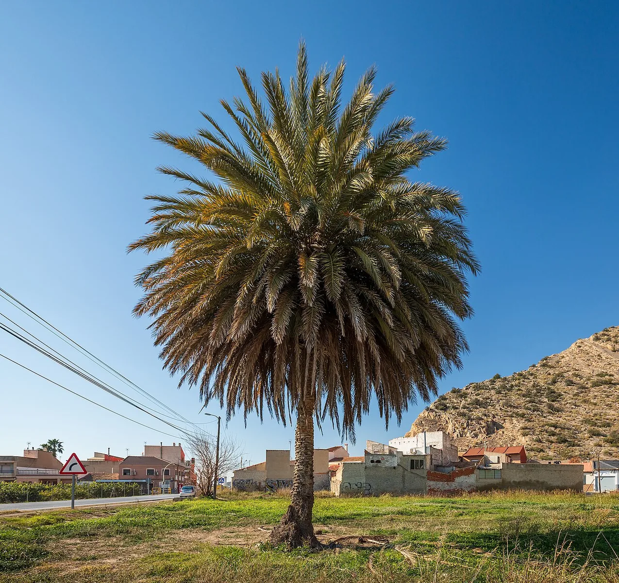 Palmera en Redován